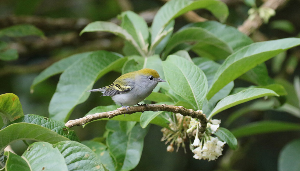 Chestnut-sided Warbler